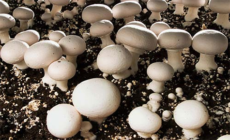  What is white button mushroom?